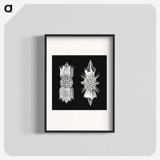 3-51_Ernst-Haeckel_blk