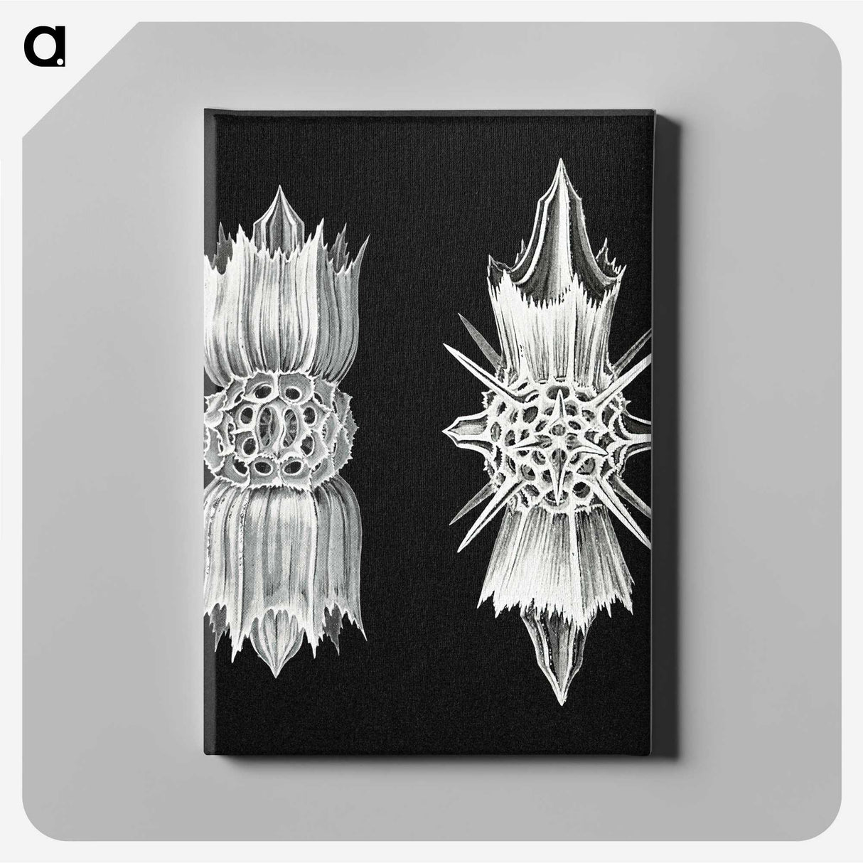 3-51_Ernst-Haeckel_canvas