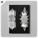 3-51_Ernst-Haeckel_canvas