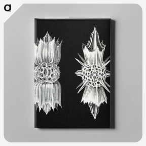 3-51_Ernst-Haeckel_canvas