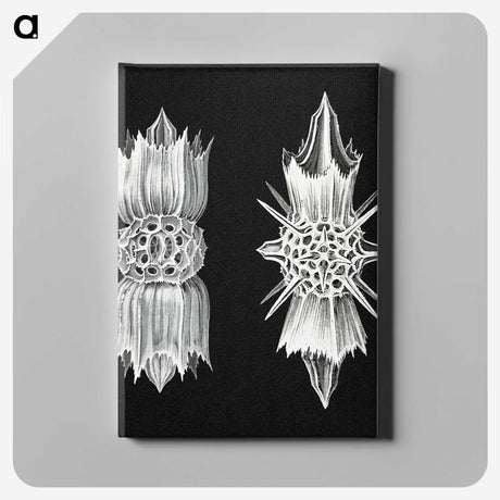 3-51_Ernst-Haeckel_canvas