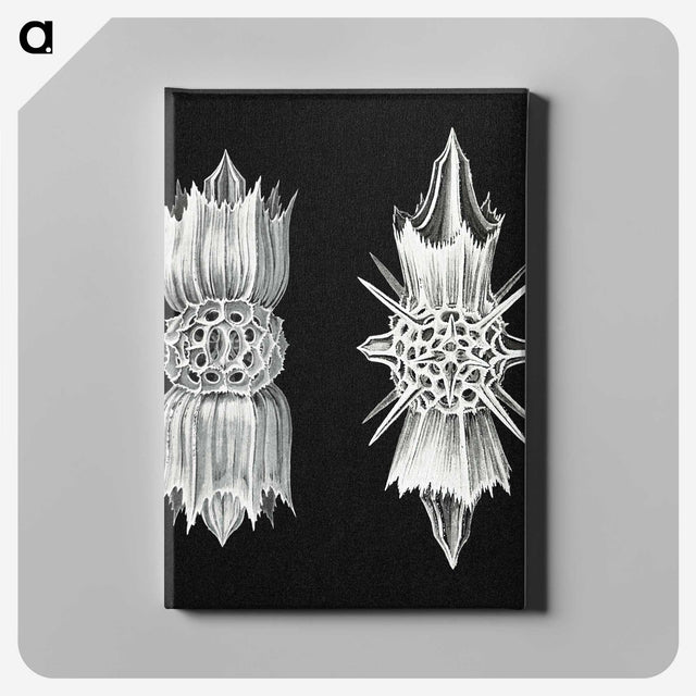 3-51_Ernst-Haeckel_canvas