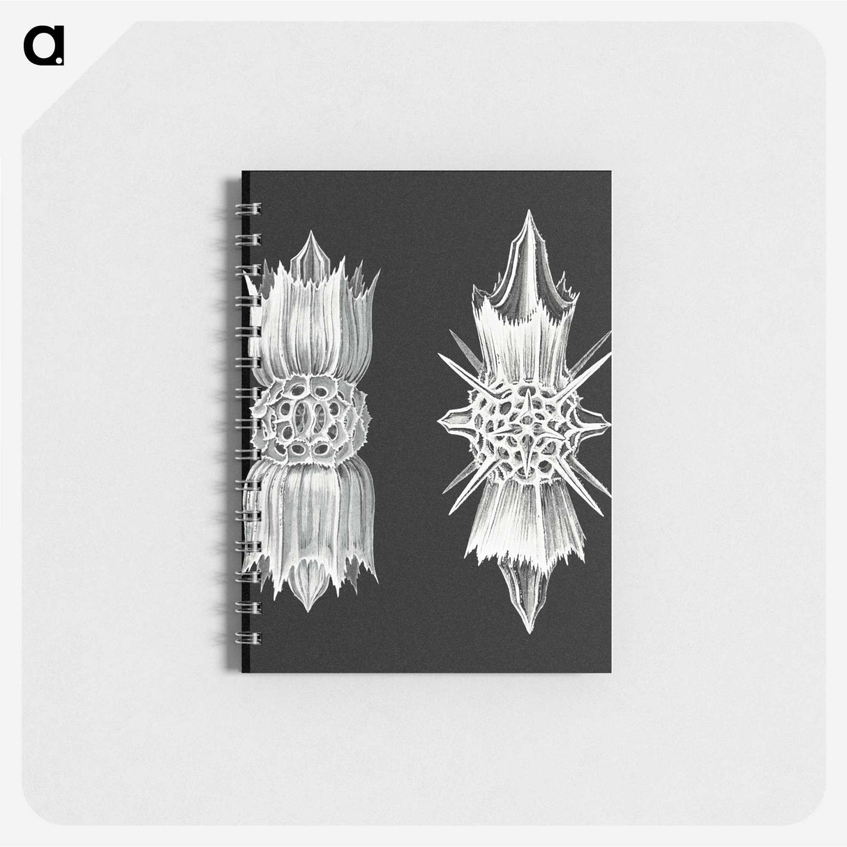 3-51_Ernst-Haeckel_memo