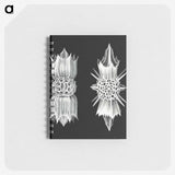3-51_Ernst-Haeckel_memo