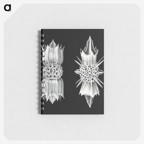 3-51_Ernst-Haeckel_memo