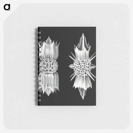3-51_Ernst-Haeckel_memo