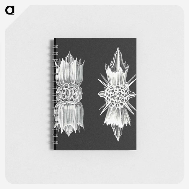 3-51_Ernst-Haeckel_memo