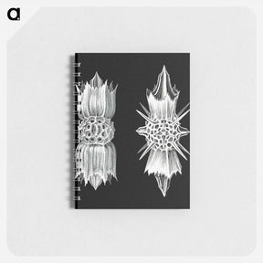 アートメモ帳-Vintage marine life illustration - エルンスト ヘッケル Memo.