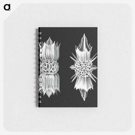 アートメモ帳-Vintage marine life illustration - エルンスト ヘッケル Memo.