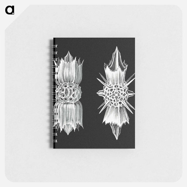 アートメモ帳-Vintage marine life illustration - エルンスト ヘッケル Memo.