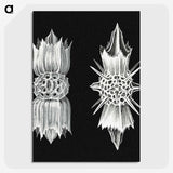 3-51_Ernst-Haeckel_picture-crop
