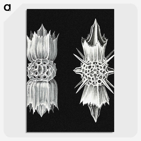 3-51_Ernst-Haeckel_picture-crop