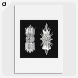 3-51_Ernst-Haeckel_picture