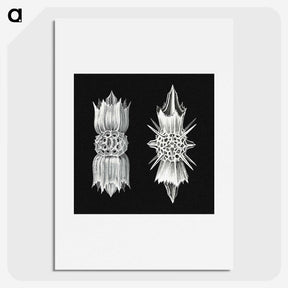 3-51_Ernst-Haeckel_picture