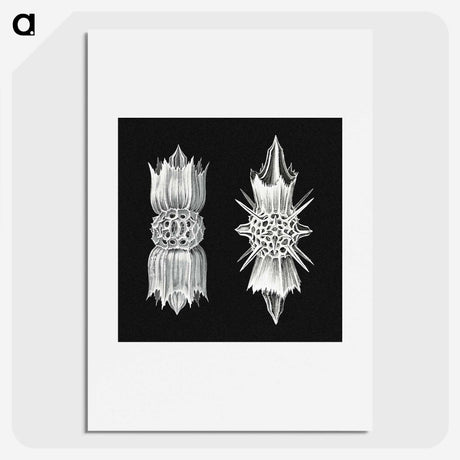 3-51_Ernst-Haeckel_picture