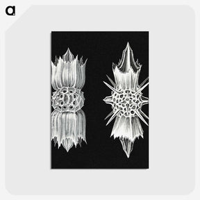 3-51_Ernst-Haeckel_postcard