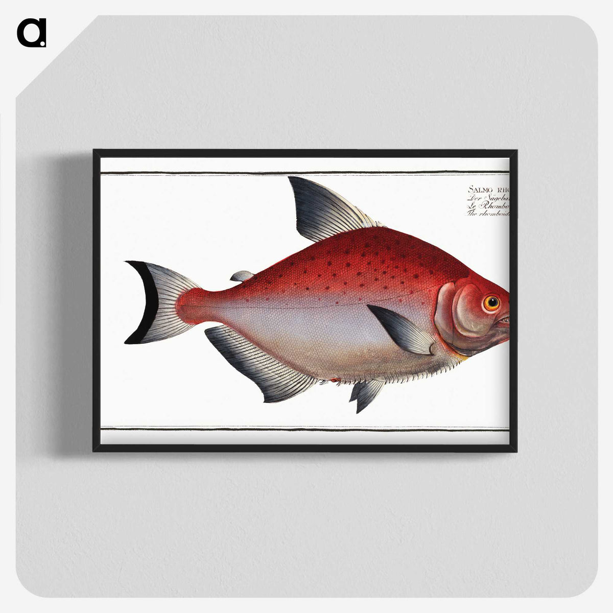 3-51_Ichtyologie-ou-Histoire-naturelle_blk-crop