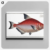 3-51_Ichtyologie-ou-Histoire-naturelle_canvas