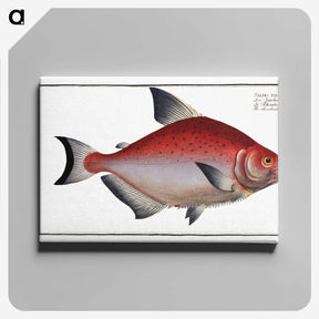 3-51_Ichtyologie-ou-Histoire-naturelle_canvas