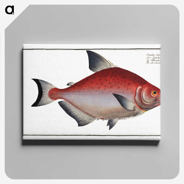 3-51_Ichtyologie-ou-Histoire-naturelle_canvas