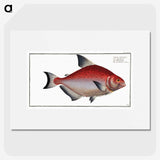 3-51_Ichtyologie-ou-Histoire-naturelle_picture
