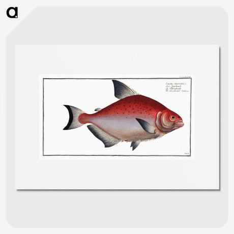 3-51_Ichtyologie-ou-Histoire-naturelle_picture