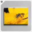 3-51_Insects-Unlocked-Project_canvas