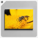 3-51_Insects-Unlocked-Project_canvas