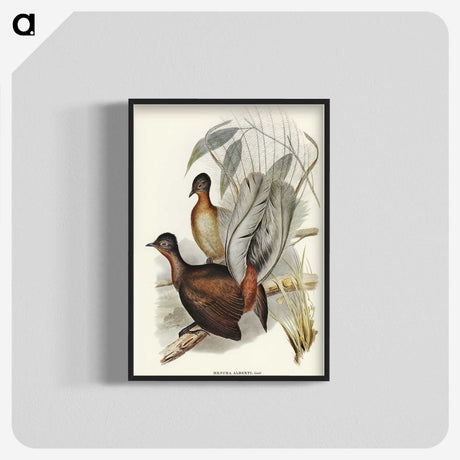 3-51_John-Gould_blk-crop