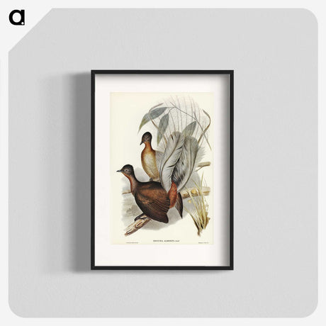 3-51_John-Gould_blk