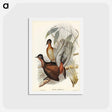 アートポストカード-Albert Lyre-Bird
 - ジョン グールド Postcard.