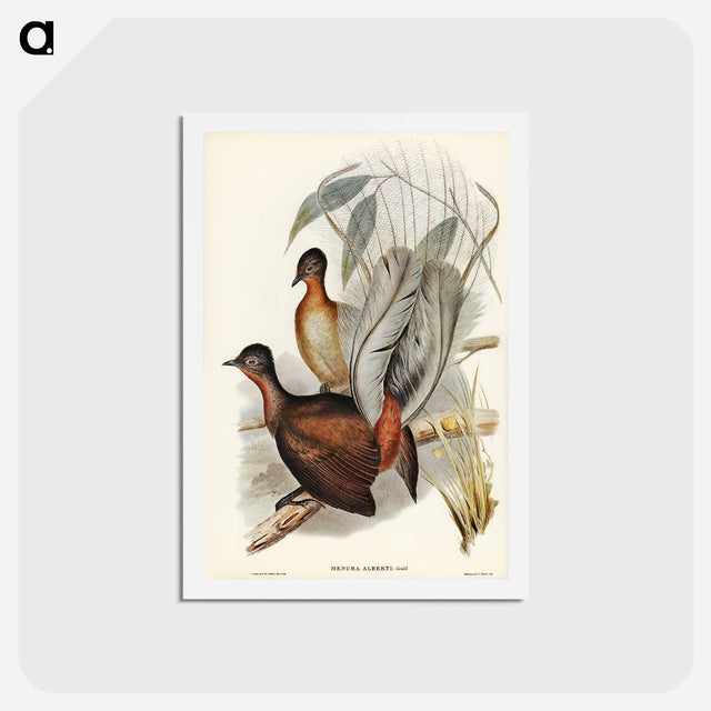 アートポストカード-Albert Lyre-Bird
 - ジョン グールド Postcard.