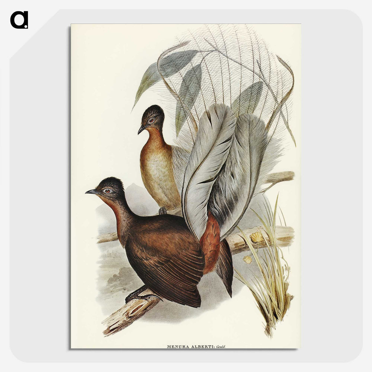 3-51_John-Gould_picture-crop