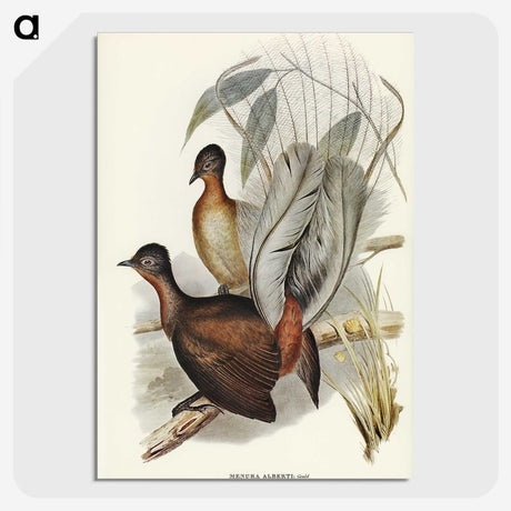 3-51_John-Gould_picture-crop