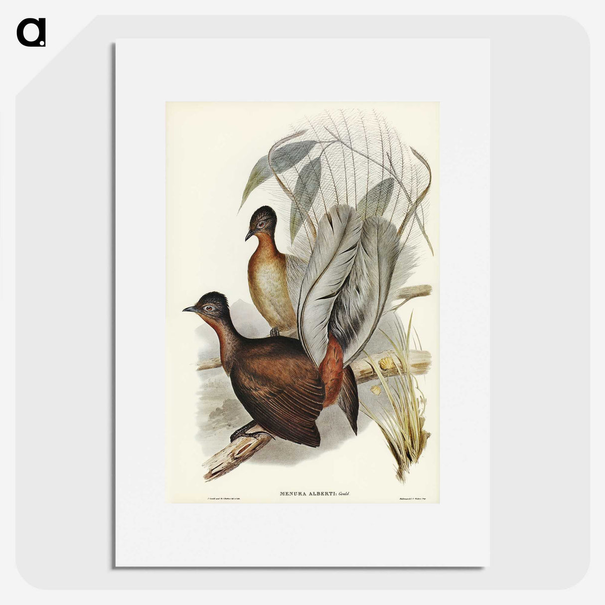 3-51_John-Gould_picture