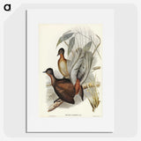 3-51_John-Gould_picture