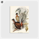 アートポストカード-Albert Lyre-Bird
 - ジョン グールド Postcard.