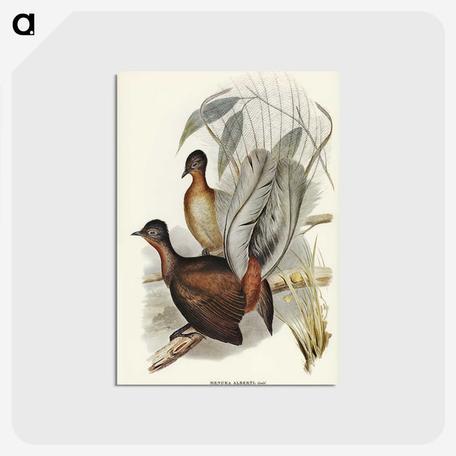 3-51_John-Gould_postcard