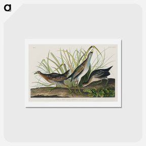 アートポストカード-Sora; or Rail from Birds of America
 - ジョン ジェームス オーデュボン Postcard.