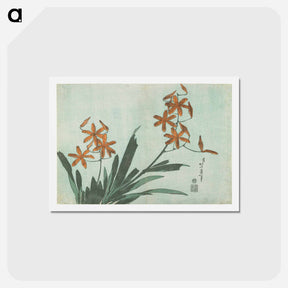 アートポストカード-Blackberry Lily - 葛飾 北斎 Postcard.