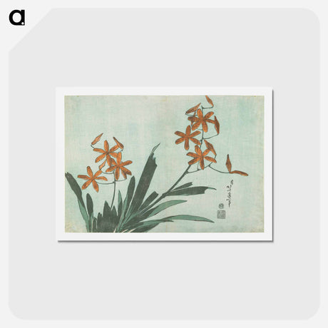 アートポストカード-Blackberry Lily - 葛飾 北斎 Postcard.