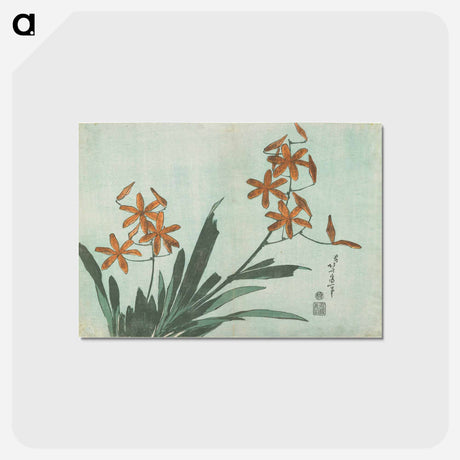 アートポストカード-Blackberry Lily - 葛飾 北斎 Postcard.