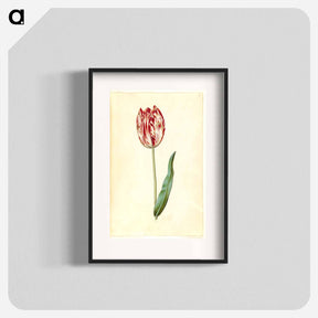アートポスター-Tulipa gesneriana
 - マリア ジビーラ メーリアン Poster.
