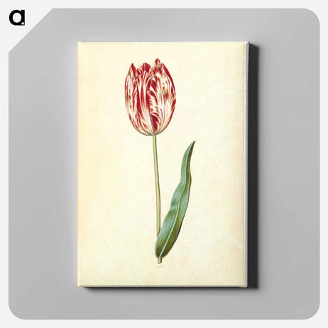 アートパネル-Tulipa gesneriana
 - マリア ジビーラ メーリアン Canvas.