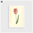 アートポストカード-Tulipa gesneriana
 - マリア ジビーラ メーリアン Postcard.