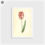アートポストカード-Tulipa gesneriana
 - マリア ジビーラ メーリアン Postcard.
