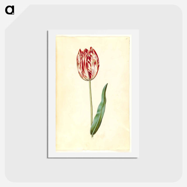 アートポストカード-Tulipa gesneriana
 - マリア ジビーラ メーリアン Postcard.
