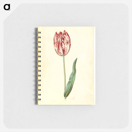 アートメモ帳-Tulipa gesneriana
 - マリア ジビーラ メーリアン Memo.