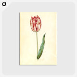 アートポストカード-Tulipa gesneriana
 - マリア ジビーラ メーリアン Postcard.