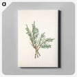 3-51_Mary-Vaux-Walcott_canvas